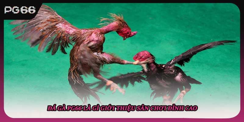 Đá gà PG66 là gì giới thiệu sân chơi đỉnh cao Đá gà PG66 là gì giới thiệu sân chơi đỉnh cao