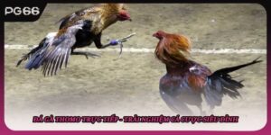 Đá Gà Thomo Trực Tiếp - Trải Nghiệm Cá Cược Siêu Đỉnh