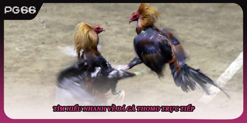 Tìm hiểu nhanh về đá gà thomo trực tiếp Tìm hiểu nhanh về đá gà thomo trực tiếp